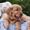 Image of Pixie, a Golden Retriever puppy
