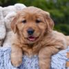 Image of Pixie, a Golden Retriever puppy