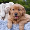 Image of Pixie, a Golden Retriever puppy