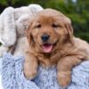 Image of Pixie, a Golden Retriever puppy