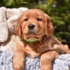Image of Poncho, a Golden Retriever puppy