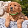 Image of Poncho, a Golden Retriever puppy