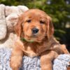 Image of Poncho, a Golden Retriever puppy