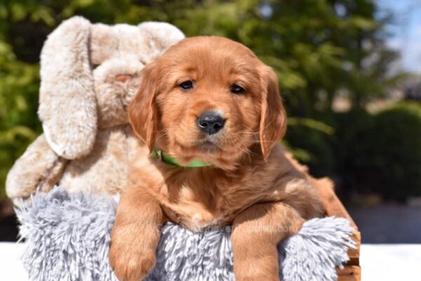 Image of Poncho, a Golden Retriever puppy