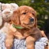 Image of Poncho, a Golden Retriever puppy