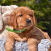 Image of Poncho, a Golden Retriever puppy