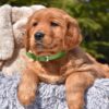 Image of Poncho, a Golden Retriever puppy