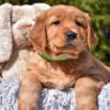 Image of Poncho, a Golden Retriever puppy