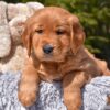 Image of Poncho, a Golden Retriever puppy
