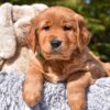 Image of Poncho, a Golden Retriever puppy