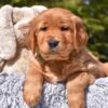 Image of Poncho, a Golden Retriever puppy
