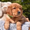 Image of Poncho, a Golden Retriever puppy