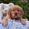 Image of Presley, a Golden Retriever puppy