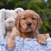Image of Presley, a Golden Retriever puppy