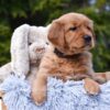 Image of Presley, a Golden Retriever puppy