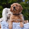 Image of Presley, a Golden Retriever puppy