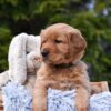 Image of Presley, a Golden Retriever puppy