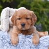 Image of Presley, a Golden Retriever puppy