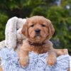 Image of Presley, a Golden Retriever puppy