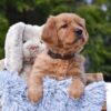Image of Presley, a Golden Retriever puppy
