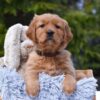 Image of Presley, a Golden Retriever puppy