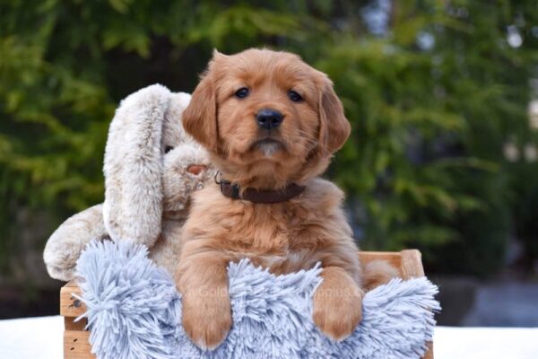Image of Presley, a Golden Retriever puppy