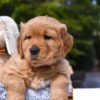 Image of Prince Karl, a Golden Retriever puppy