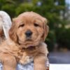 Image of Prince Karl, a Golden Retriever puppy