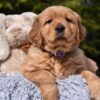 Image of Prince Karl, a Golden Retriever puppy