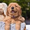 Image of Prince Karl, a Golden Retriever puppy