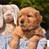 Image of Prince Karl, a Golden Retriever puppy