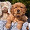 Image of Prince Karl, a Golden Retriever puppy