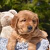 Image of Prince Karl, a Golden Retriever puppy