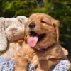 Image of Prince Karl, a Golden Retriever puppy