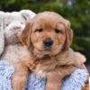 Image of Prince Karl, a Golden Retriever puppy