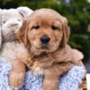 Image of Prince Karl, a Golden Retriever puppy