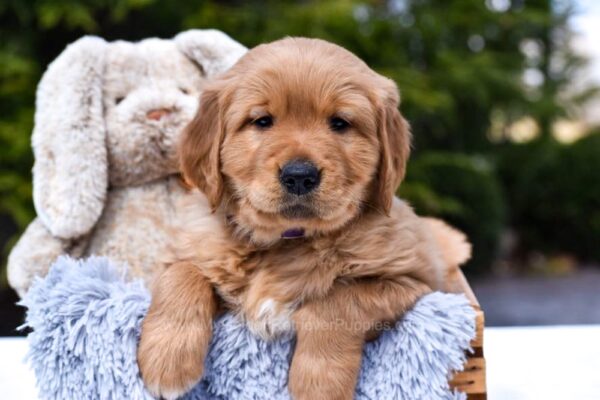 Image of Prince Karl, a Golden Retriever puppy