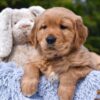 Image of Prince Karl, a Golden Retriever puppy