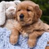 Image of Prince Karl, a Golden Retriever puppy