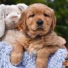 Image of Prince Karl, a Golden Retriever puppy