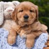 Image of Prince Karl, a Golden Retriever puppy