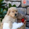 Image of Puddle, a Golden Retriever puppy