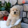 Image of Puddle, a Golden Retriever puppy