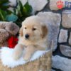 Image of Puddle, a Golden Retriever puppy