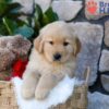 Image of Puddle, a Golden Retriever puppy