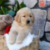 Image of Puddle, a Golden Retriever puppy