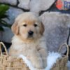 Image of Puddle, a Golden Retriever puppy