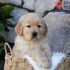 Image of Puddle, a Golden Retriever puppy