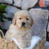 Image of Puddle, a Golden Retriever puppy