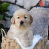 Image of Puddle, a Golden Retriever puppy